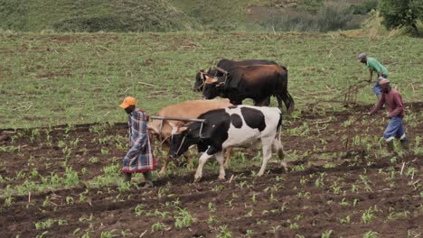 Los-Granjeros-Africanos-Guían-El-Ganado-De-Bueyes-Pesados-Tirando-De-Arados-A-Través-Del-Campo