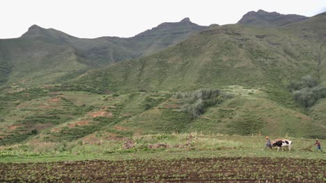 Bauern-Führen-Viehteam,-Während-Sie-Landwirtschaftsfelder-In-Den-Bergen-Pflügen