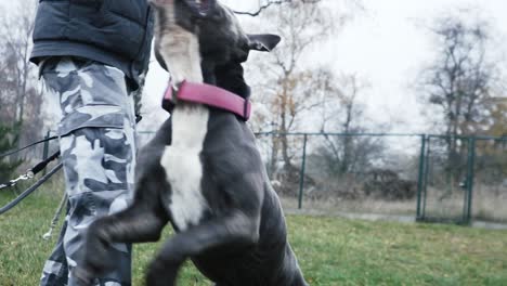 Kerl,-Der-Mit-Seinem-Stafford-hund-Im-Garten-Spielt