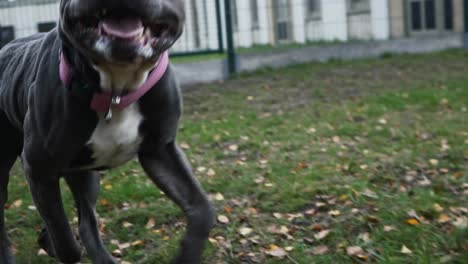 Toma-En-Cámara-Lenta-De-Ejecutar-Stafford-Gris-En-El-Parque-Para-Perros