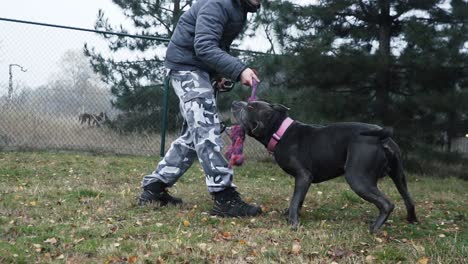 Guy-playing-with-his-stafford-dog-in-the-park