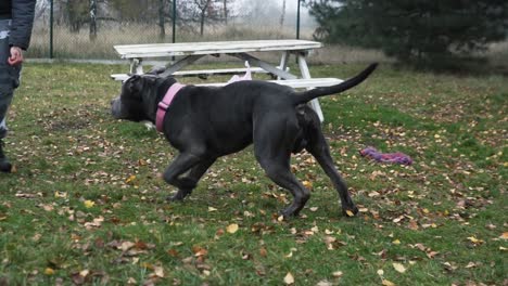 Junge-Trainiert-Seinen-Stafford-Hund-Im-Hundepark