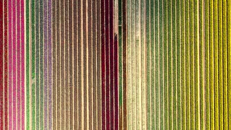 Vertical-aerial-view-of-a-tulip-field-in-Norfolk,-UK