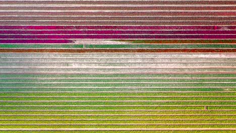 Vertical-aerial-view-of-a-tulip-field-in-full-bloom,-Norfolk,-UK