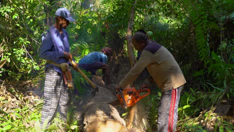 Trees-are-being-cut-in-the-forest