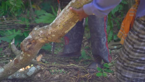 árboles-Maduros-Están-Siendo-Talados-En-El-Bosque