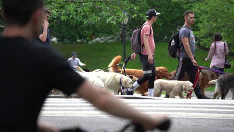 Hundeausführer-In-New-York-City