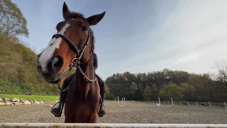 Primer-Plano-Retrato-De-Caballo-Blanco-Y-Marrón-Con-Brida,-Riendas-Y-Niña-En-Silla-De-Montar-En-Campo-De-Entrenamiento-Ecuestre