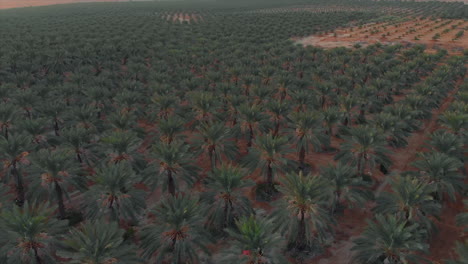 Vista-Aérea-Del-Campo-De-Palmeras-Al-Amanecer---Tiro-De-Empuje