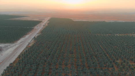 Palm-field-view-from-a-high-altitude-in-an-orange-sunrise-behind-mountains