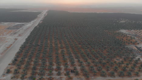 Palmenfeld-Bei-Sonnenaufgang---Riesige-Dattelplantagen---Nach-Unten-Geneigte-Drohne-Zurückziehen