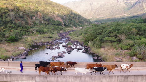 Disparo-De-Un-Dron-De-Un-Pastor-De-Ganado-En-Las-Zonas-Rurales-De-Sudáfrica-Cruzando-Un-Puente-Con-Su-Ganado,-Vacas-Y-Perros