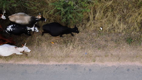 BIrds-eye-drone-shot-of-a-cattle-herder-in-rural-South-Africa-walking-with-his-cows-and-dogs