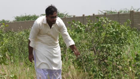 Close-up-shot-of-man-plucking-green-lemon-in-the-farm-during-the-morning-time