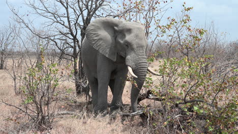 African-elephant--bull-foraging-in-shrubs,-front-view