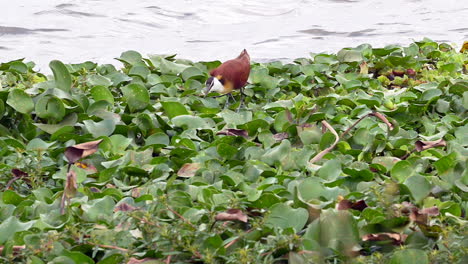 African-Jacana--foraging-while-walking-on-water-lilies