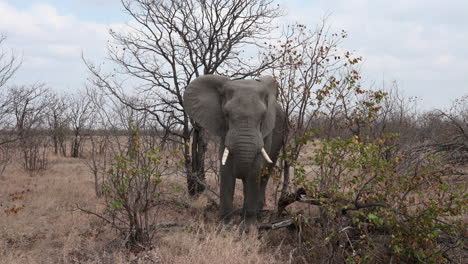 African-elephant--bull-foraging-in-shrubs,-front-view