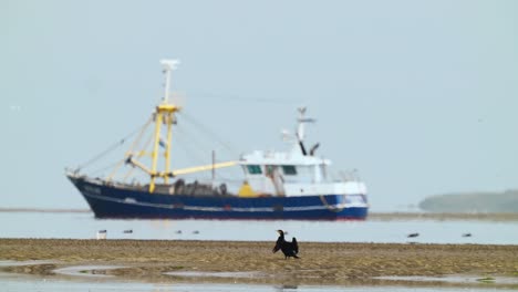 Great-Cormorant-bird-on-sandy-beach-while-Fisher's-ship-passing-by--Phalacrocorax-carbo-,-Texel-Island,-Netherlands---overfishing,-animals-killed-by-plastic