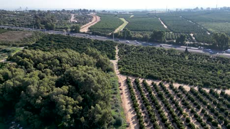 4K-Drohnenvideo-–-Die-Letzten-Überreste-Von-Rechovots-Alten-Historischen-Orangenobstgärten-Und-Riesigen-Landwirtschaftlichen-Feldern-Am-östlichen-Stadtrand-Von-Rehovoti-–-Israel