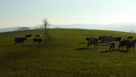 A-herd-of-cows-grazing-on-a-hill-during-a-sunny-autumn-day