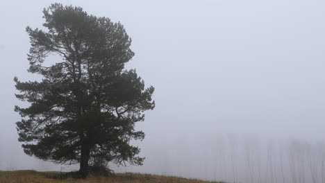 Einsamer-Baum-Auf-Einem-Hügel,-Der-Im-Winter-Von-Nebel-Bedeckt-Ist