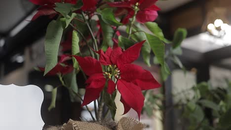 Close-up-dolly-shot-of-red-poinsettia-plant-in-a-family-home-at-Christmas-time