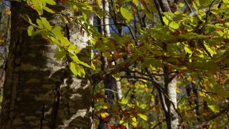 Trunk-of-a-tree-and-yellow-leaves-in-forest,-Autumn-background-copy-space