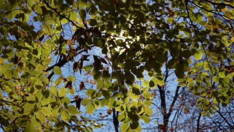 Sonnenstrahlen-Ragen-Durch-Die-Blätter,-Die-Herbstsonne-Scheint-Das-Laub-Im-Stillen-Wald
