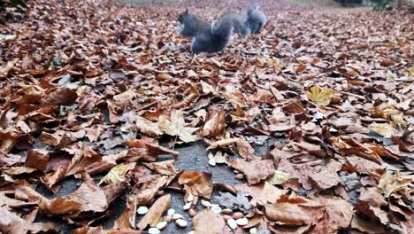 Flauschige-Eichhörnchen,-Die-Zwischen-Roten-Herbstblättern-Auf-Dem-Parkweg-Nach-Erdnüssen-Suchen
