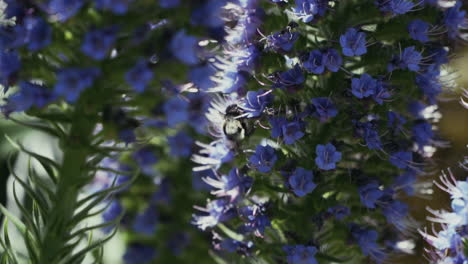 Close-up-as-bee-pollenates-beautiful-Echium-candicans,-Pride-of-Madeira-plant