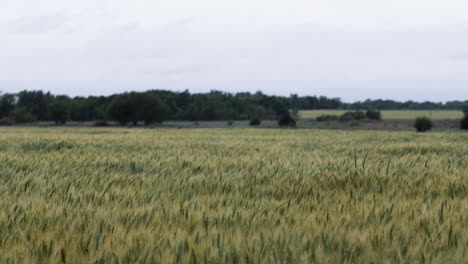 Weizenfeld,-Landschaft,-Kansas,-Hintergrund,-Gras,-Grün,-Bauernhof,-Landwirtschaft,-Bauer,-Wachsen,-Wachsen,-Ernten,-Mittlerer-Westen,-Organisch