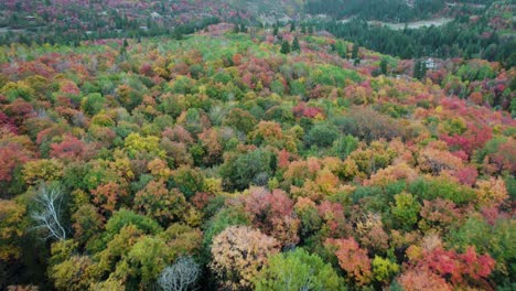Colorful-Leaves-Of-Trees-In-The-Forest-During-Autumn-In-Utah,-USA