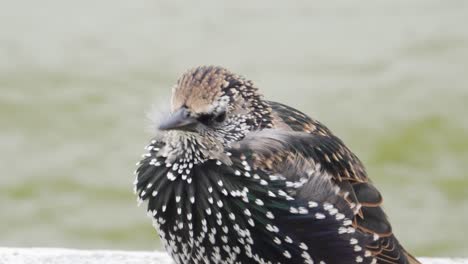 A-Cute-Common-Starling-Feeling-Cold-Perching-On-A-Concrete-Ledge-By-A-Pond-In-Paris,-France