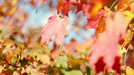 Schöne-Tiefrote-Und-Gelbe-Herbstblätter-Mit-Blauem-Himmelshintergrund-Wehen-Friedlich-Im-Wind