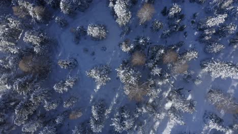 Ascending-aerial-top-down-shot-of-snowy-conifer-forest-trees-lighting-by-sun-in-winter