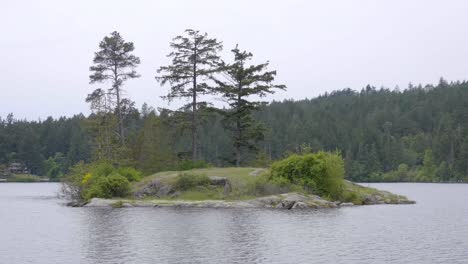 Kleine-Insel-Mit-Ein-Paar-Nadelbäumen-Mitten-In-Einem-See