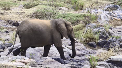 African-elephant-walking-on-rocks-near-river,-slow-motion