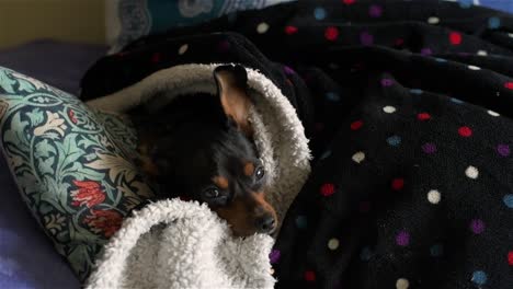 Kleiner-Schwarzer-Hund,-Bedeckt-Mit-Decken,-Die-An-Einem-Kalten-Tag-In-Die-Kamera-Schauen