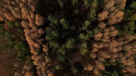 Ascending-aerial-drone-reveal-shot-of-two-letters-formed-by-trees-in-late-autumn