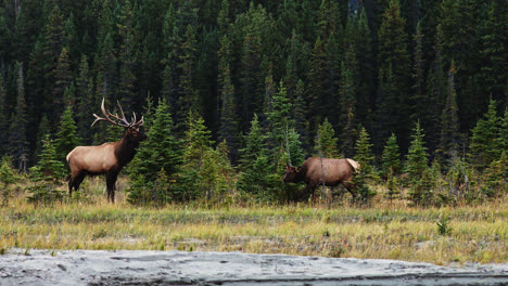 Bull-Elk-Standing-And-Bugling-Near-A-Cow-Elk-In-The-Forest-During-Mating-Season-In-Alberta,-Canada