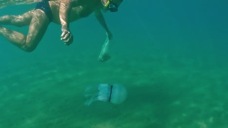 Split-underwater-view-of-adult-man-snorkeler-diving-to-see-and-touch-Rhizostoma-Pulmo-jellyfish-medusa-while-holding-bag-for-clam-and-mussel-fishing