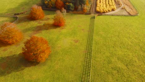Aerial-view-from-right-to-left-of-green-agricultural-lands-on-one-side,-forest-trees-in-the-middle-and-golden-wheat-to-be-harvested-on-the-other-side-in-Thetford-norfolk,-UK-on-a-sunny-day