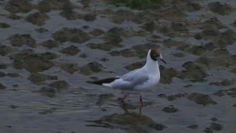 Single-Black-headed-gull-walking-on-sand-shoreline,-looking-for-food,-tracking-shot,-blue-hour