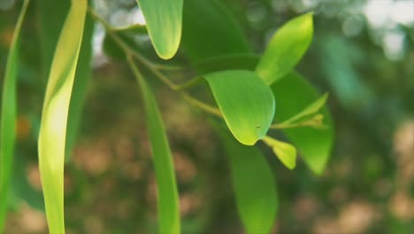 Close-up-beach-tree-leaves-with-blurred-background