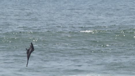 Daredevil-stunt-by-peruvian-pelican-as-it-dive-bombs-head-on-into-the-sea-to-catch-fish-,-slow-motion-attack