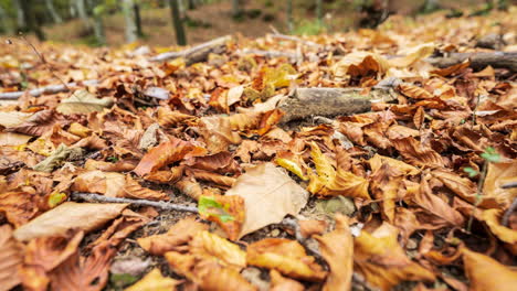 Gleitaufnahme-Eines-Waldbodens,-Der-Mit-Goldenen-Herbstblättern-Bedeckt-Ist