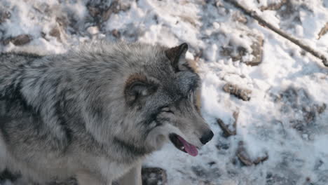 Nahaufnahme-Eines-Grauen-Wolfs,-Der-Im-Parc-Omega,-Kanada,-Gähnt