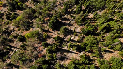 Grüne-Waldlandschaft-Auf-Der-Insel-Kefalonia-In-Griechenland---Luftaufnahme