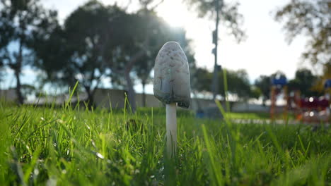 Macro-view-of-a-mushroom-growing-in-a-playground-or-park---push-in-low-angle-isolated-close-up