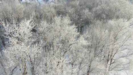 Ice-and-snow-covered-forest-trees-during-winter-snow